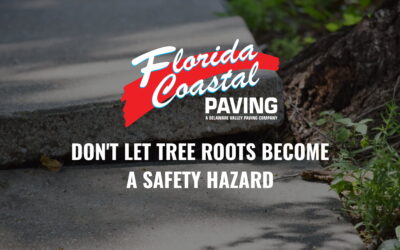 How Tree Roots Damage Sidewalks in Florida — And What Property Owners Can Do About It